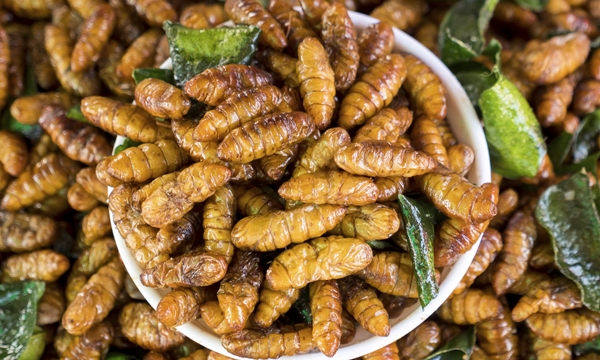 Silk worm, pupae